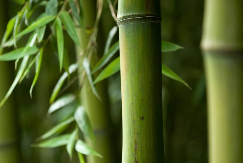 Bamboo Cord Ultimate Guide by Hemptique